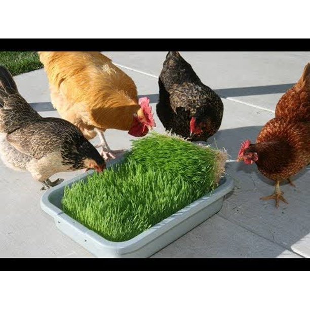 Chicken Fodder